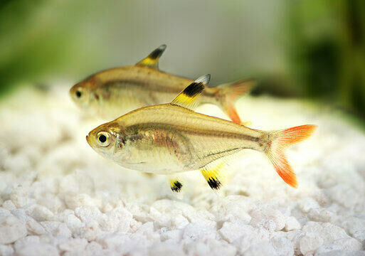 Imagem do Tetra Pristella